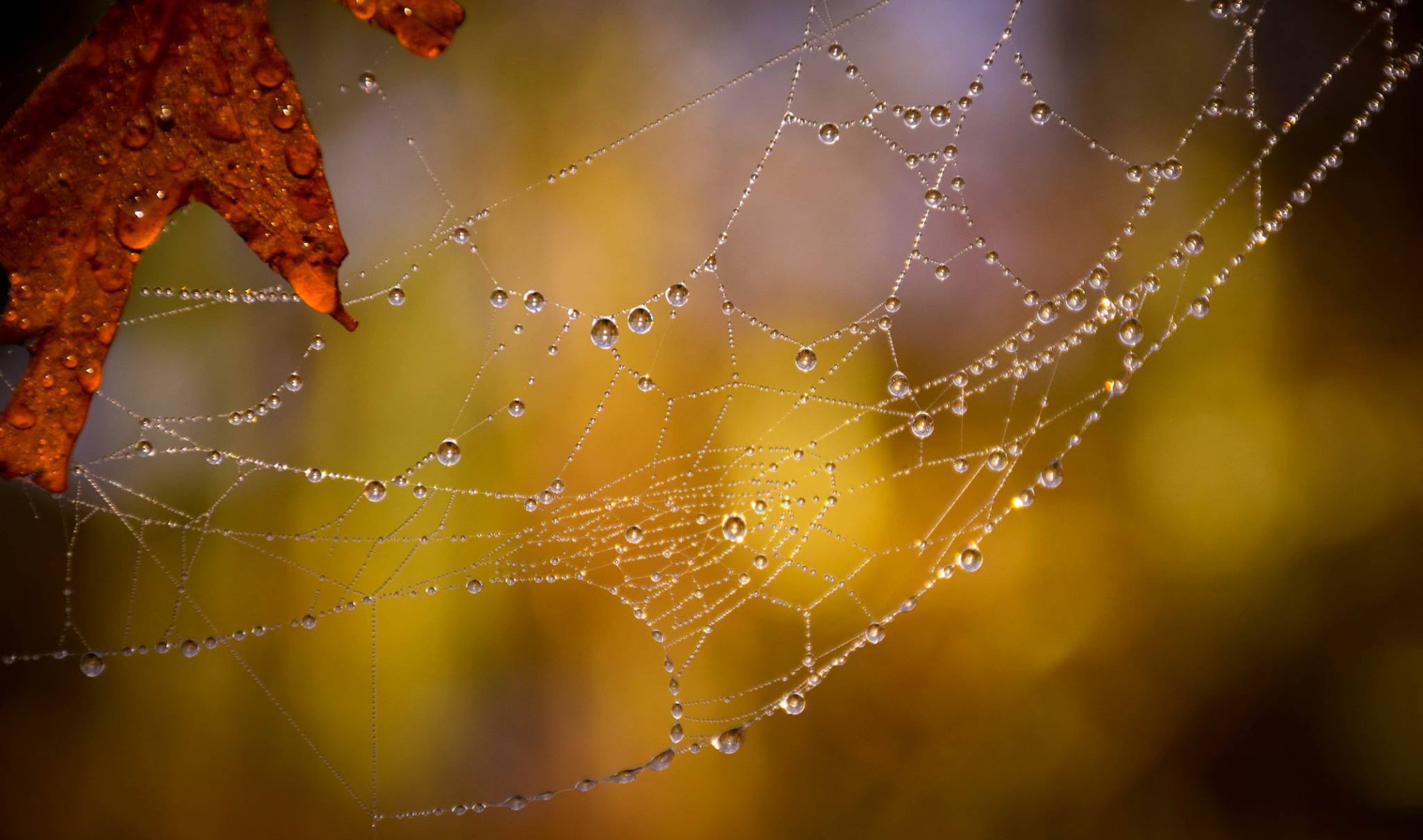 services wet spider web